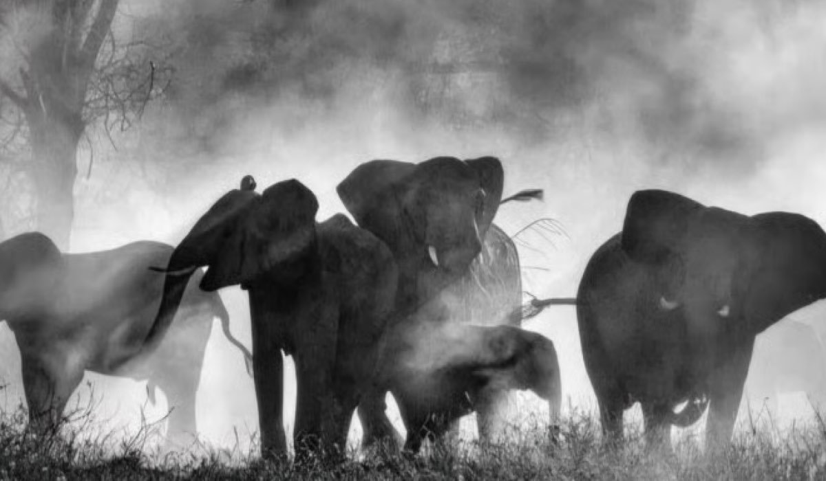Werner Herzog, Ghost Elephants e il Leone d'Oro alla carriera