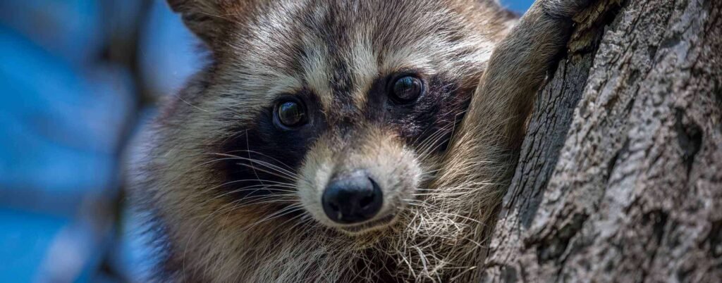 Ubuntu 26.04 LTS con GNOME 50, Showtime e Resources