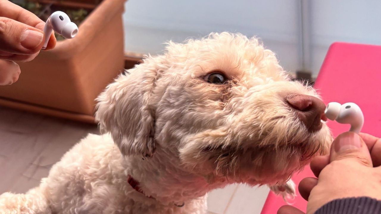 traduzione live apple airpods